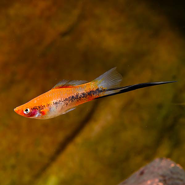 Sanshoku Swordtail Sanshoku Swordtail